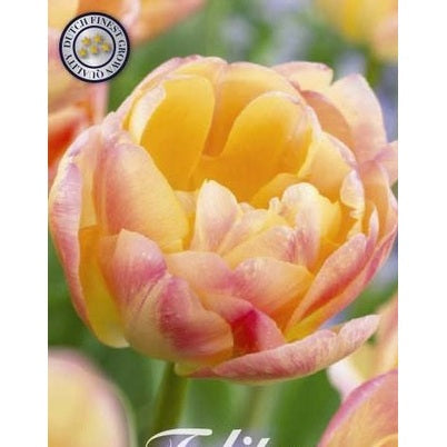 Tulipan Cream Upstar 7-pakning